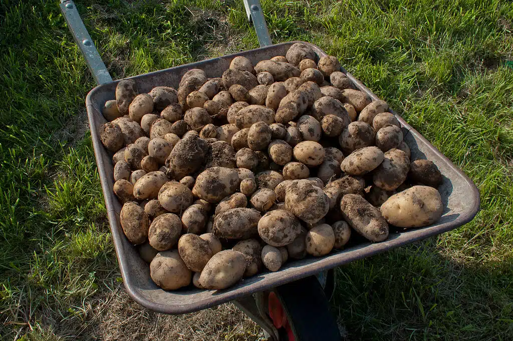 Les secrets de la pomme de terre 'Colomba' culture, cuisine et bienfaits